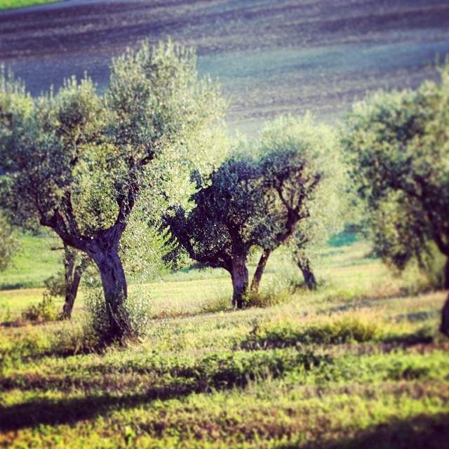 The Green Gold our invaluable treasure - Calabria Holiday